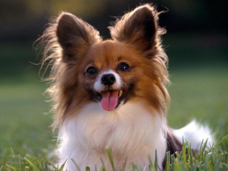 Papillon Dog in Grass