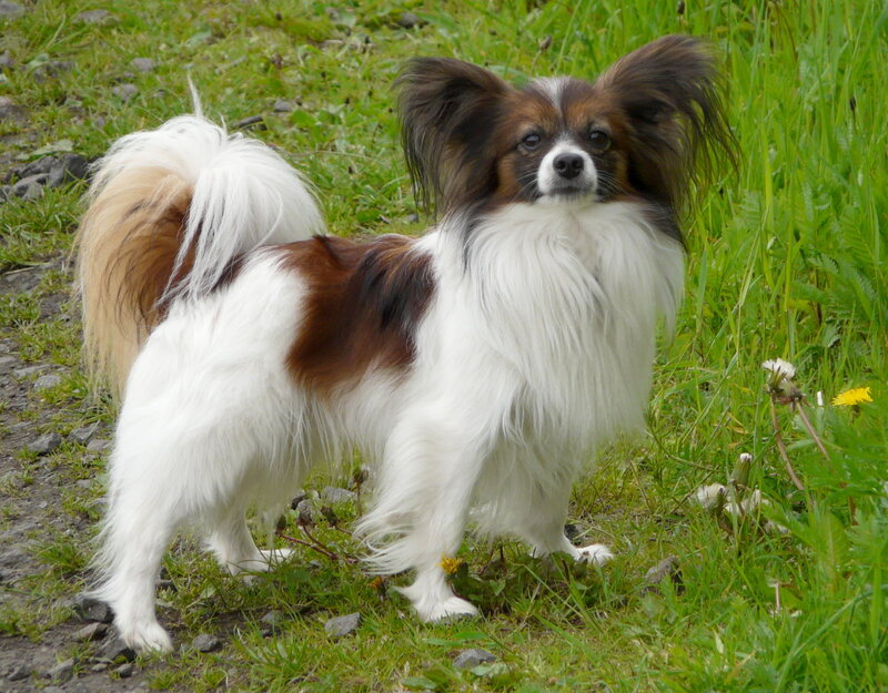 Papillon Dog in Grass — White