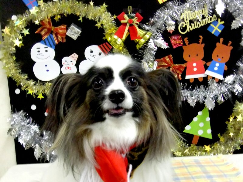 Papillon Dog in Holiday Decor