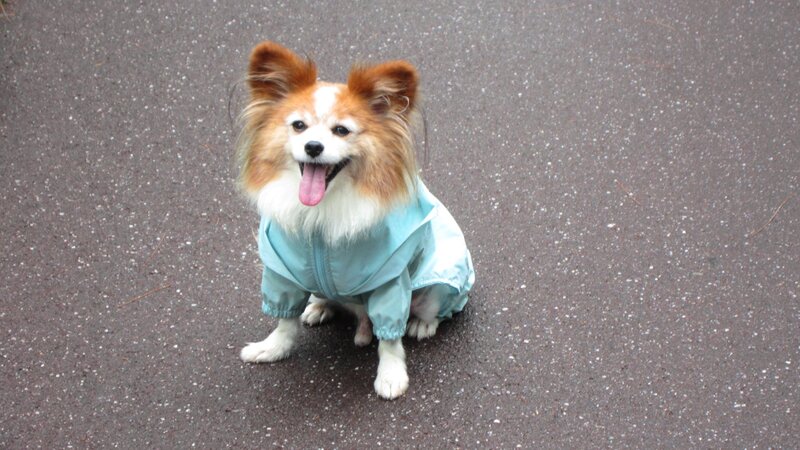 Papillon Dog in Jacket