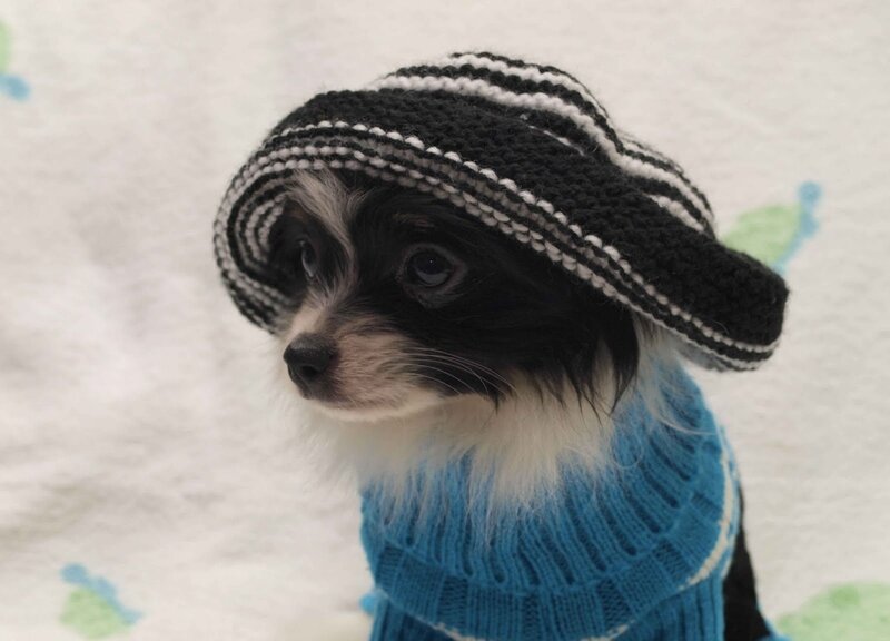 Papillon Dog in Sweater