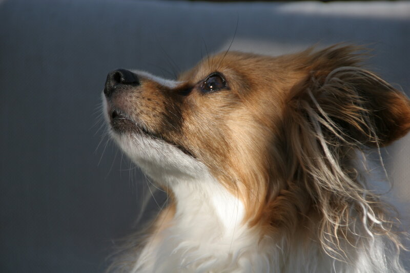 papillon dog looking up
