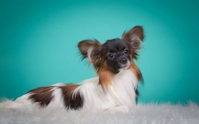 Papillon Dog Lying