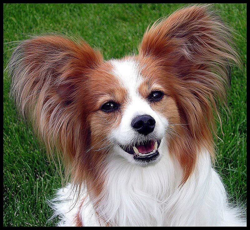 Papillon dog on grass