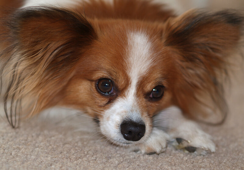Papillon dog resting on carpet
