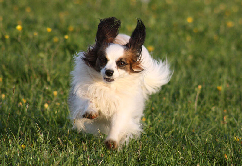 Papillon Dog Running