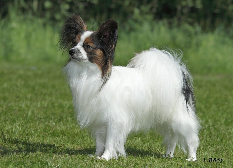 Papillon Dog Standing