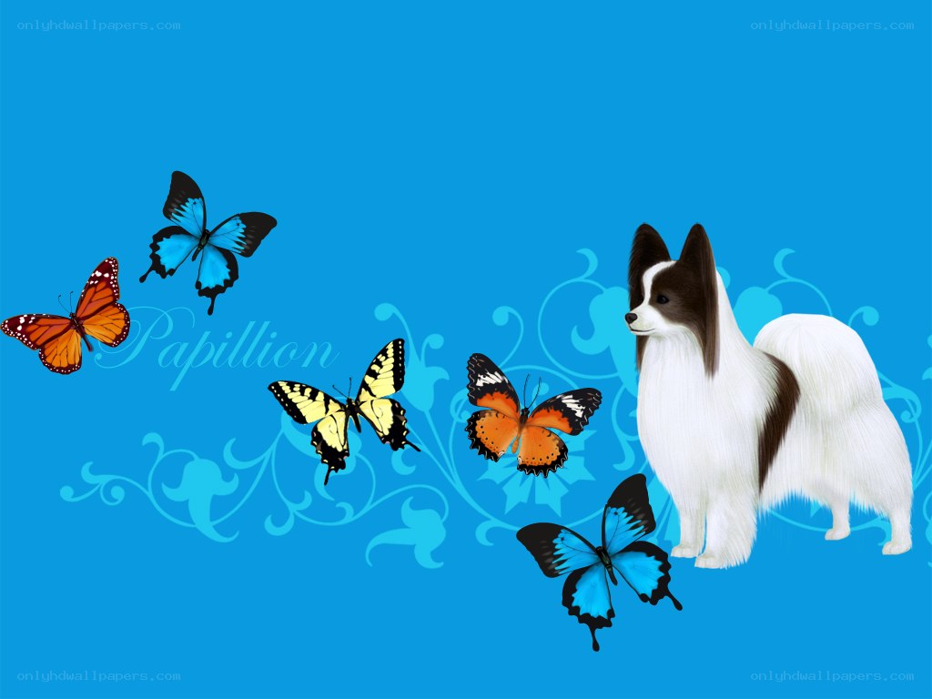 Papillon dog with butterflies