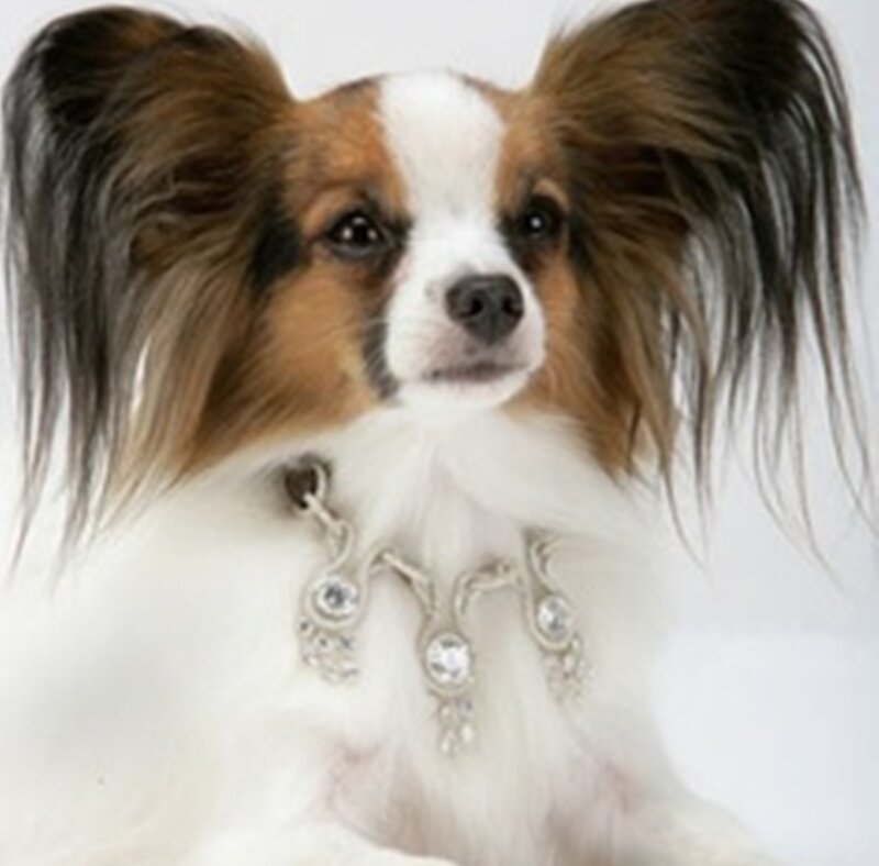 Papillon Dog with Collar