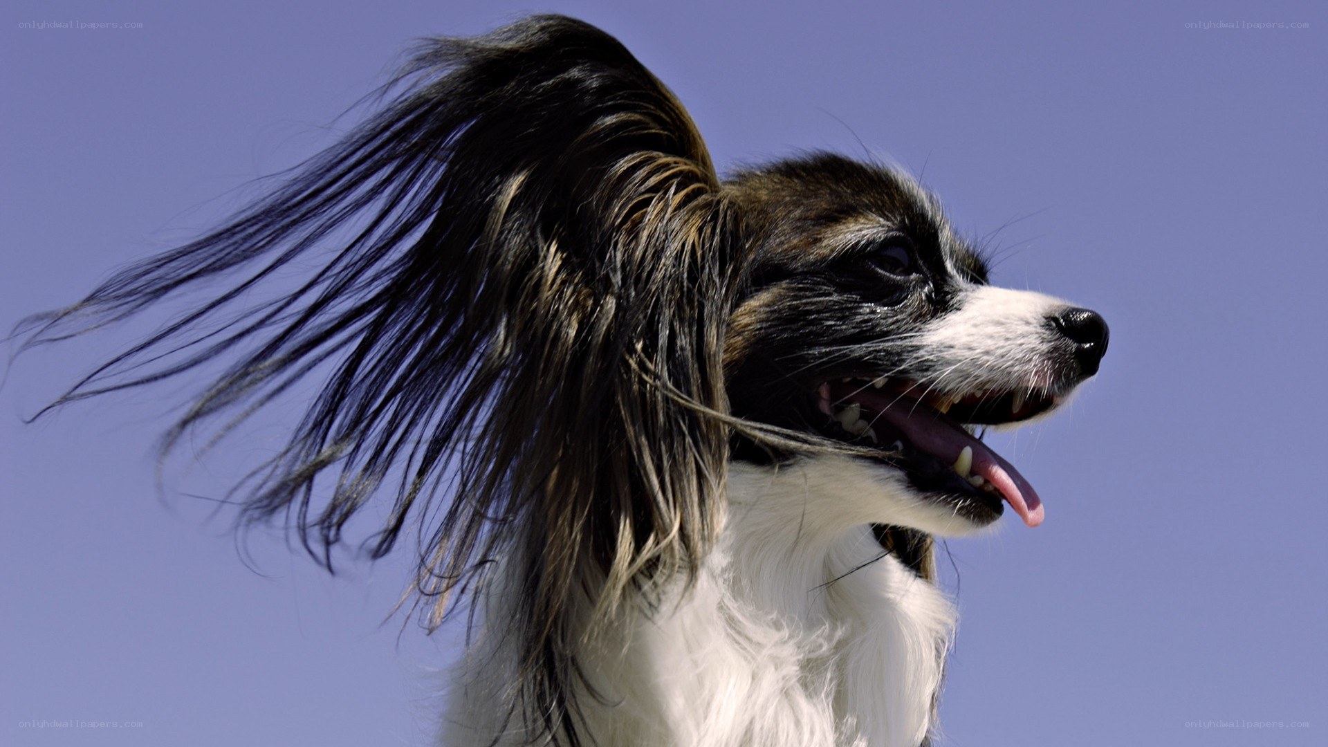 Papillon dog with flowing ears