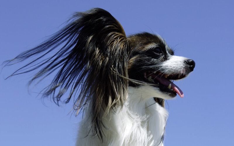 Papillon dog with flowing ears