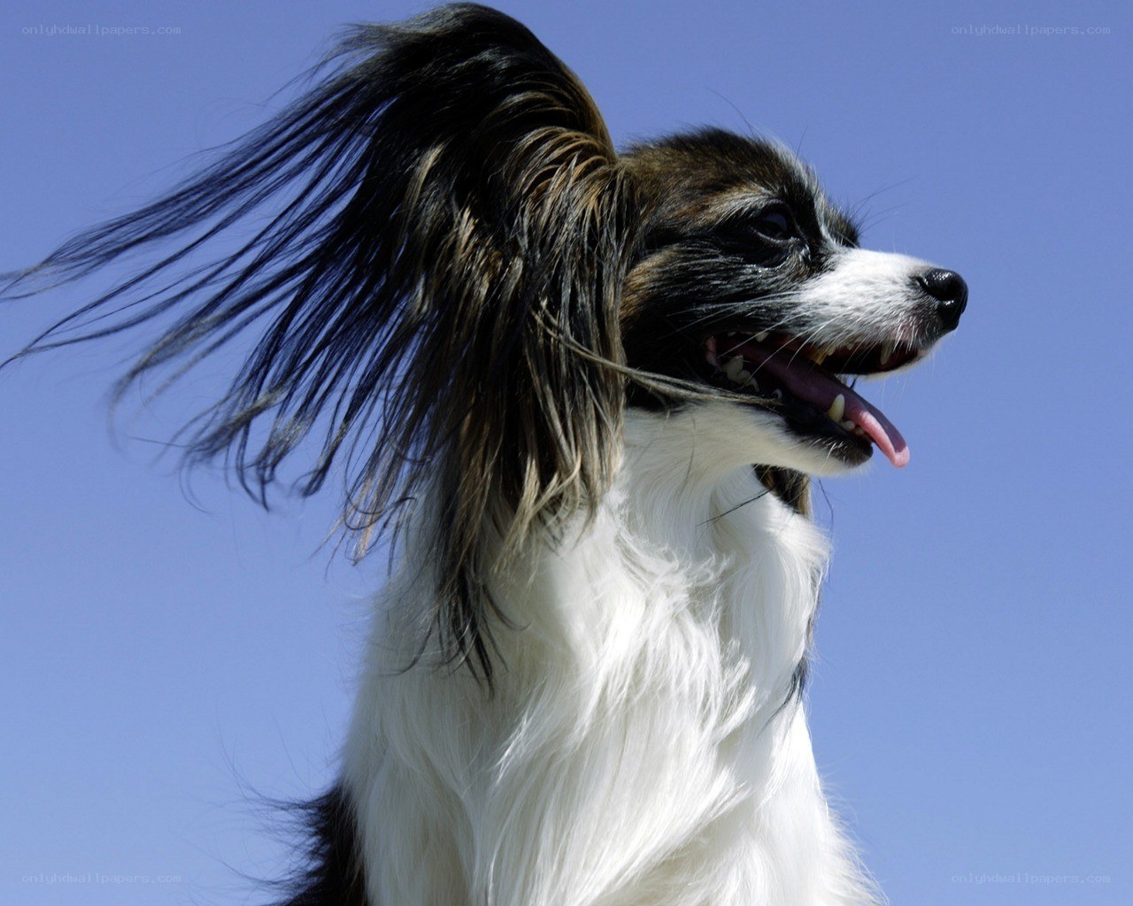 Papillon dog with flowing ears