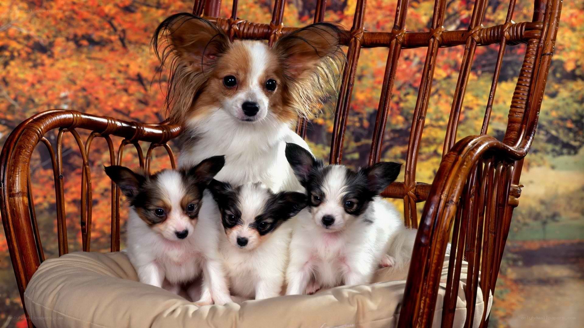 Papillon dog with puppies