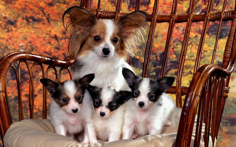 Papillon dog with puppies