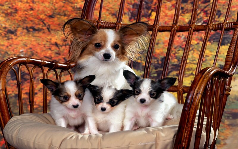 Papillon Dog with Puppies — Brown