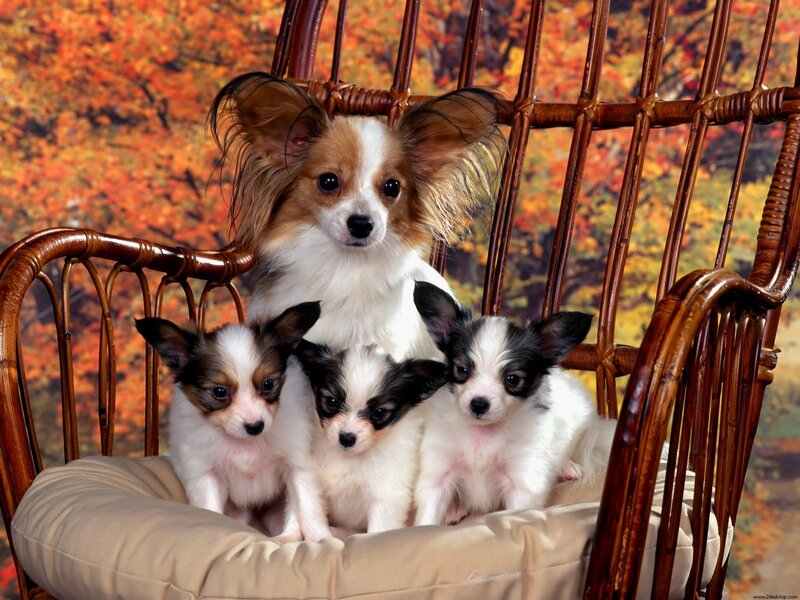 Papillon Dog with Puppies — White, Calm