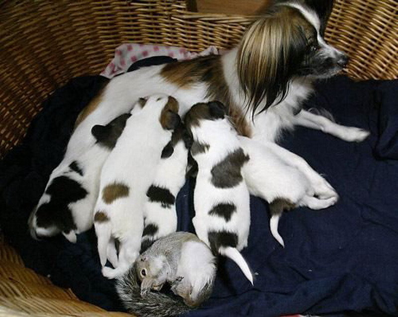 Papillon Dog with Puppies — White