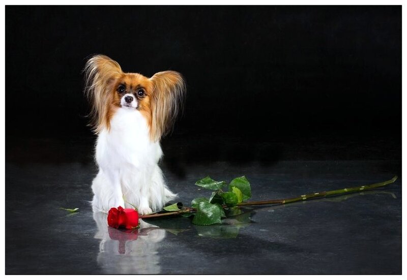 Papillon dog with red rose