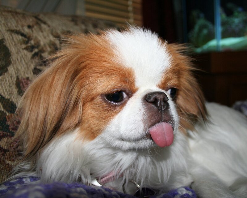 Papillon dog with tongue out