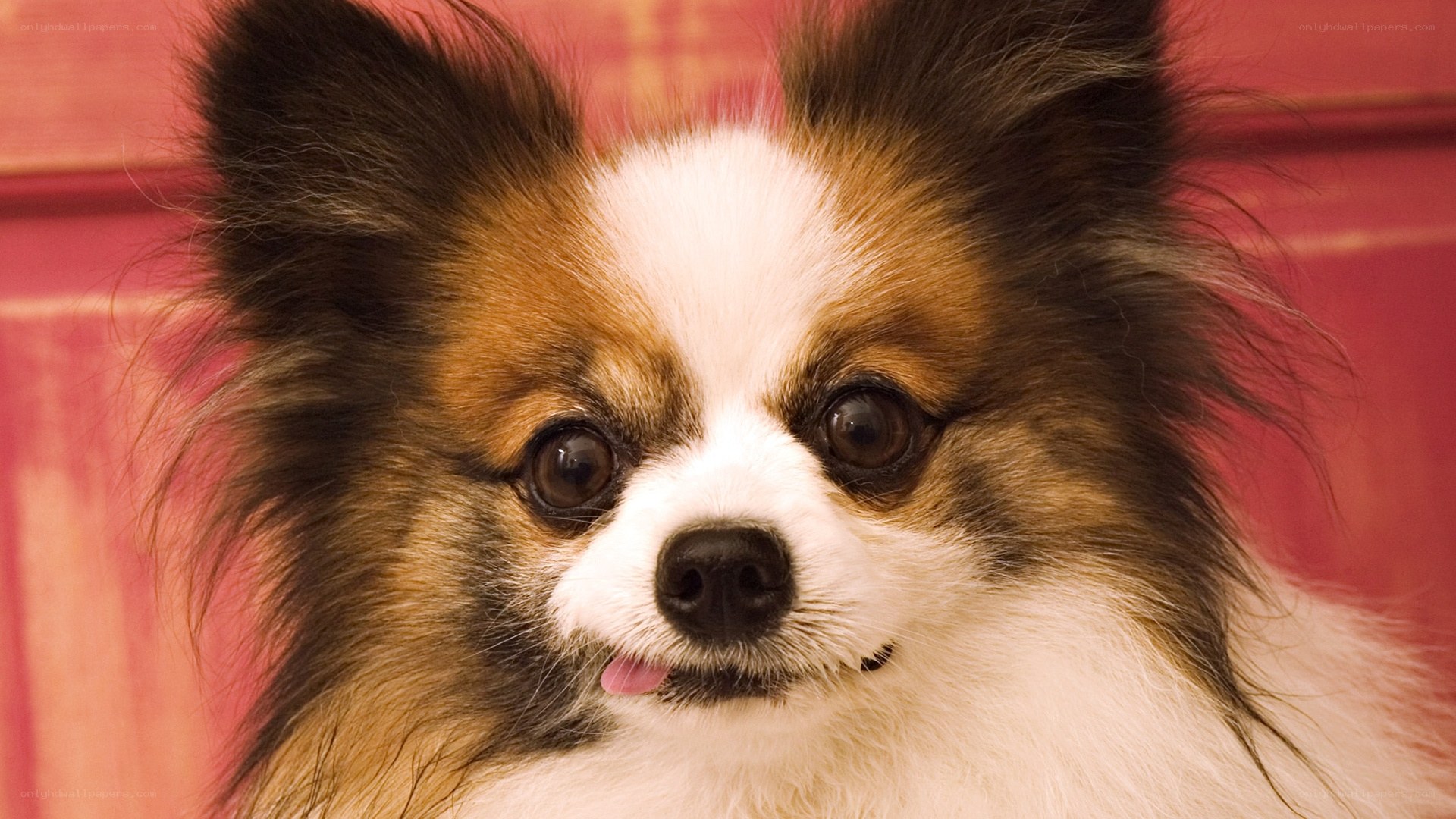 Papillon dog with tongue out