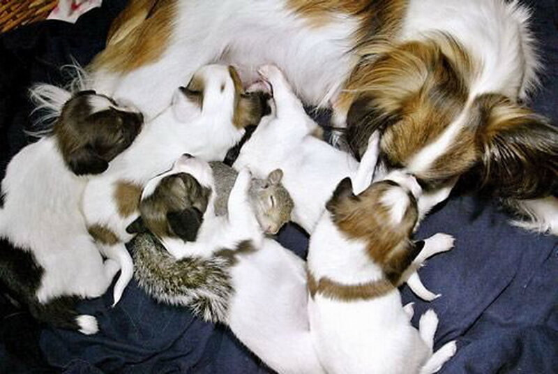Papillon Puppies Nursing