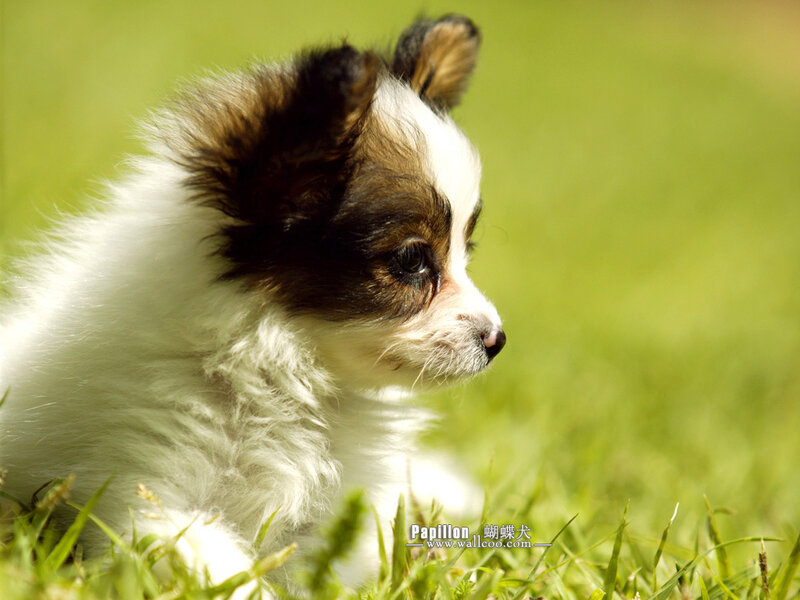 Papillon Puppy — Green, Calm