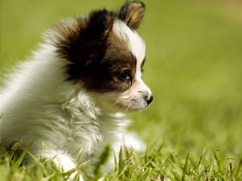 Papillon Puppy — Green