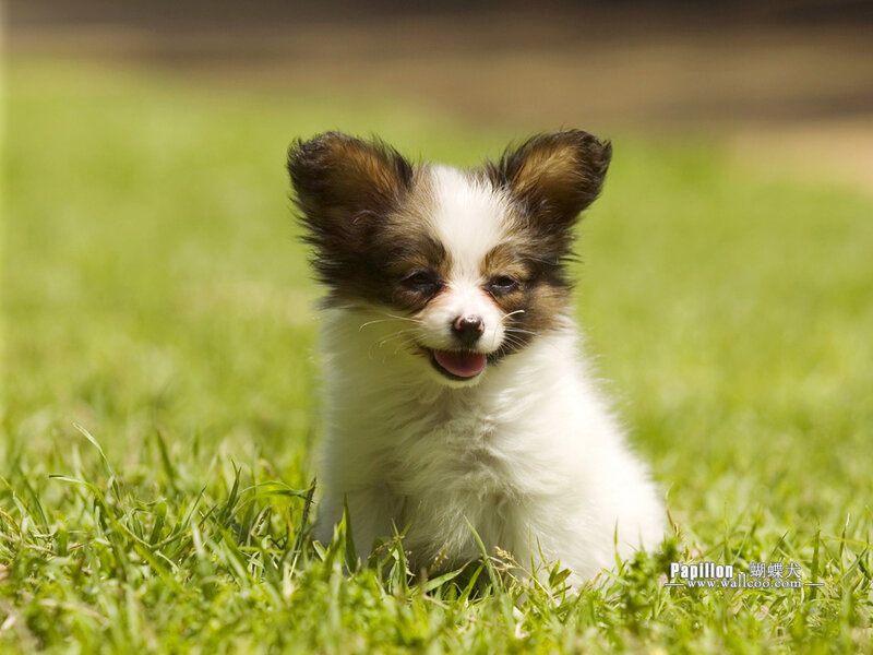 Papillon Puppy in Grass — Green, Playful