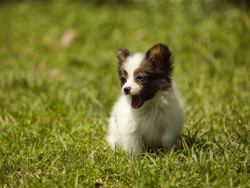 Papillon puppy in grass
