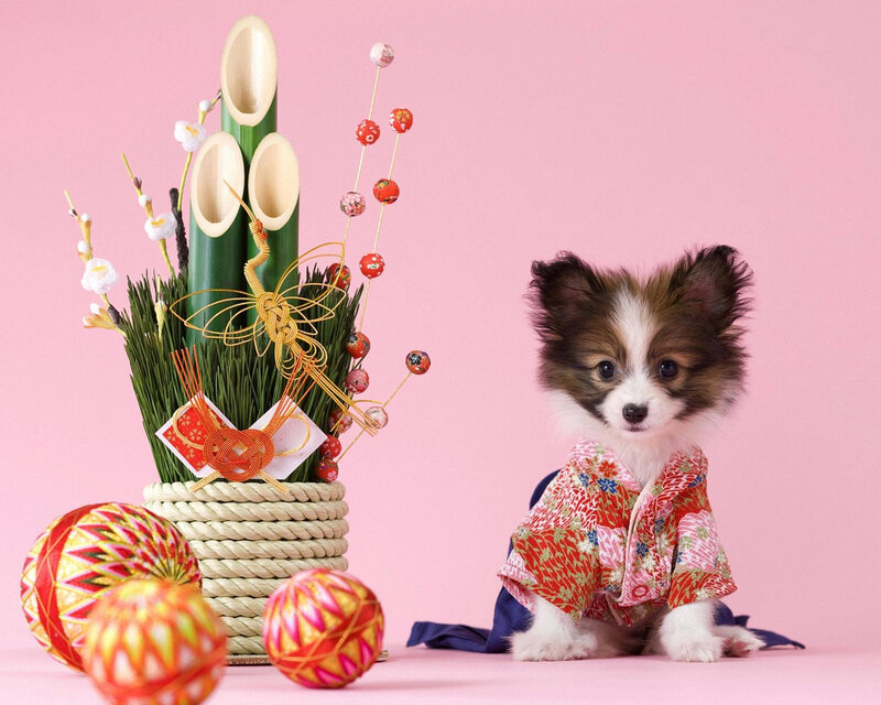 Papillon Puppy in Kimono