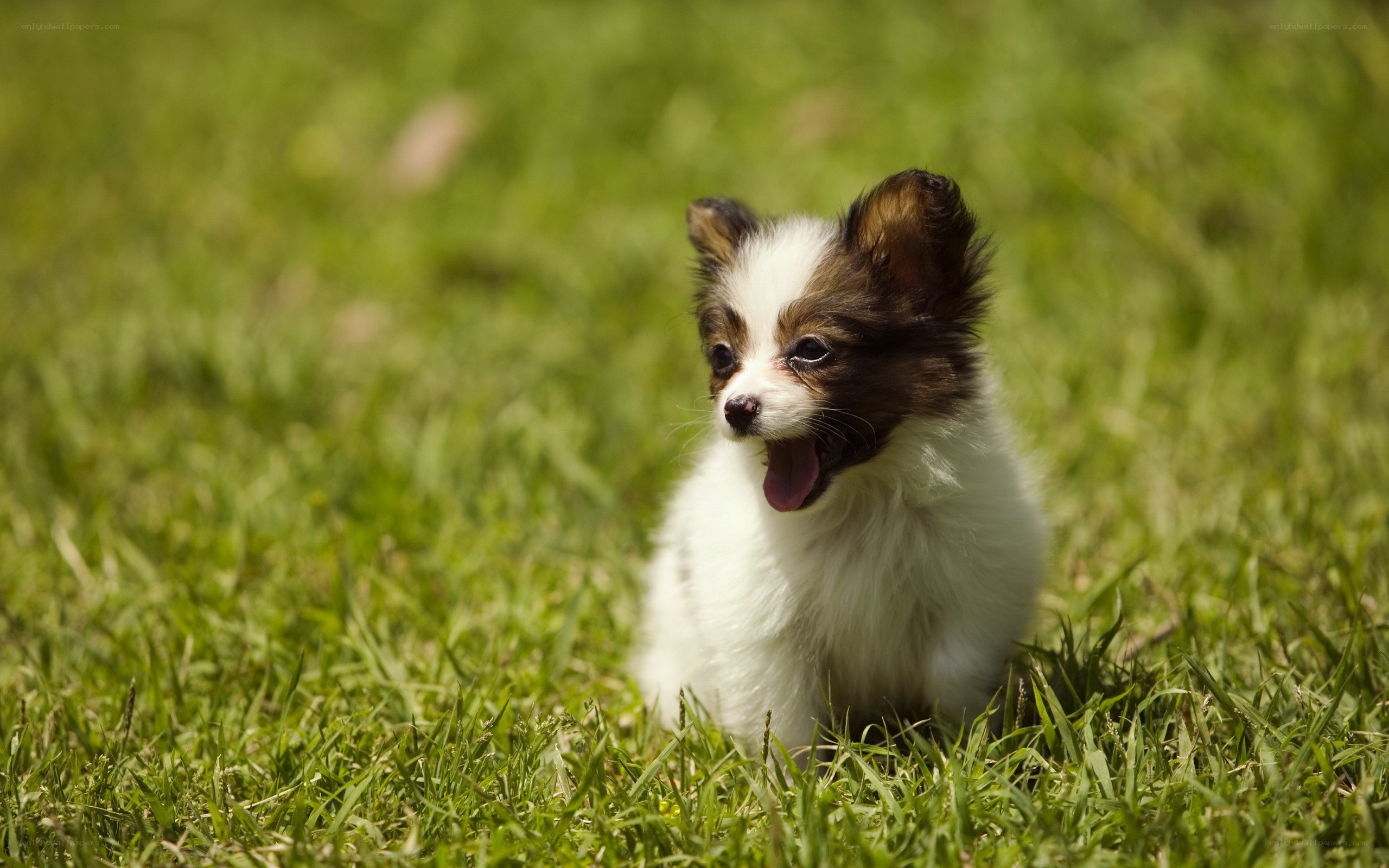 Papillon puppy on grass