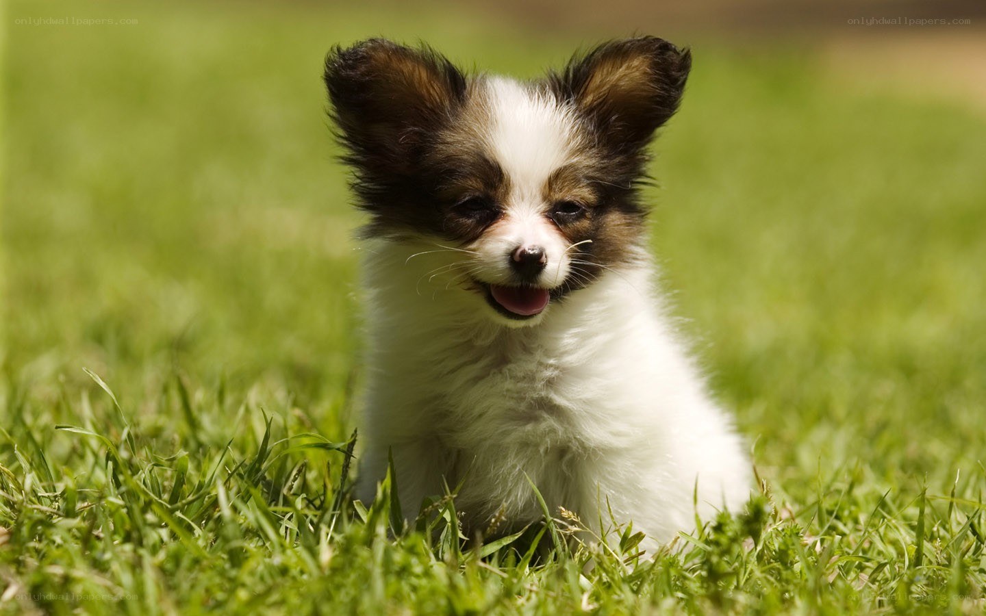 Papillon puppy on grass