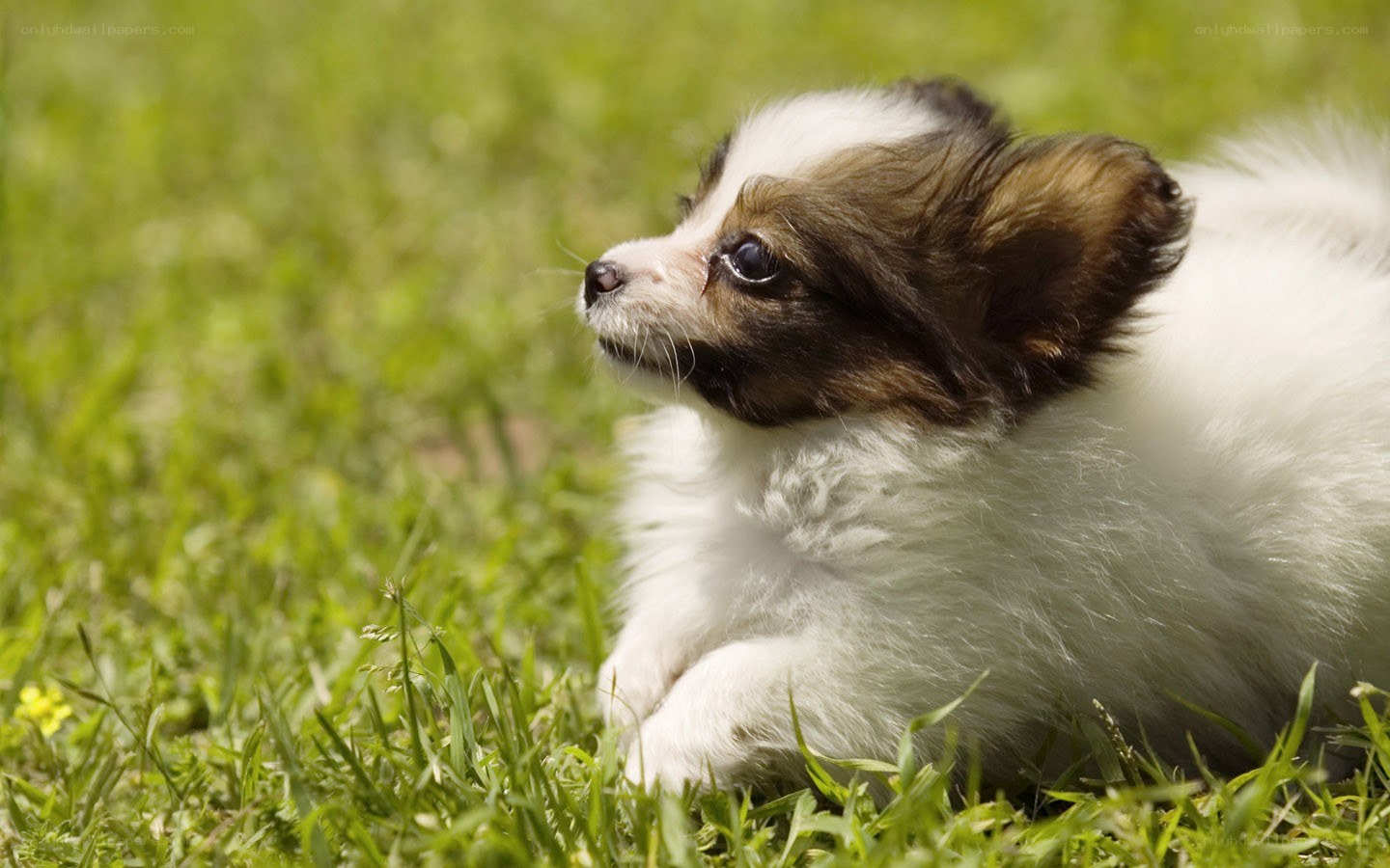 Papillon puppy on grass