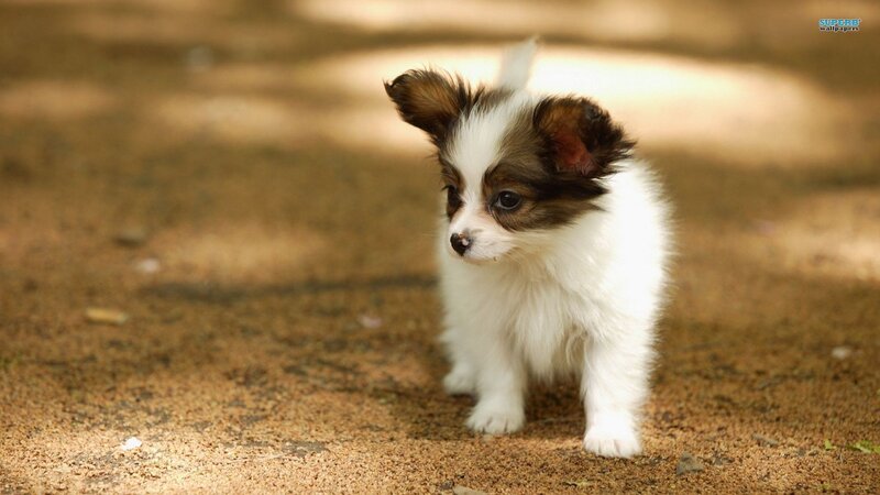 Papillon puppy outdoors