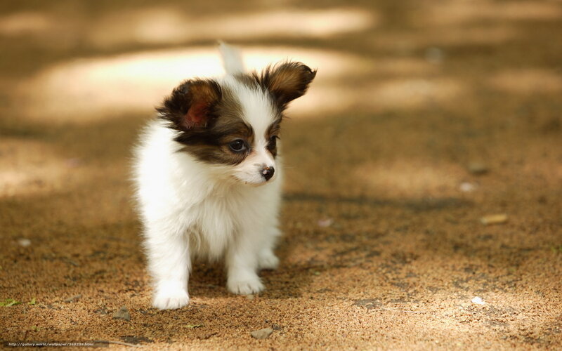 Papillon puppy outdoors