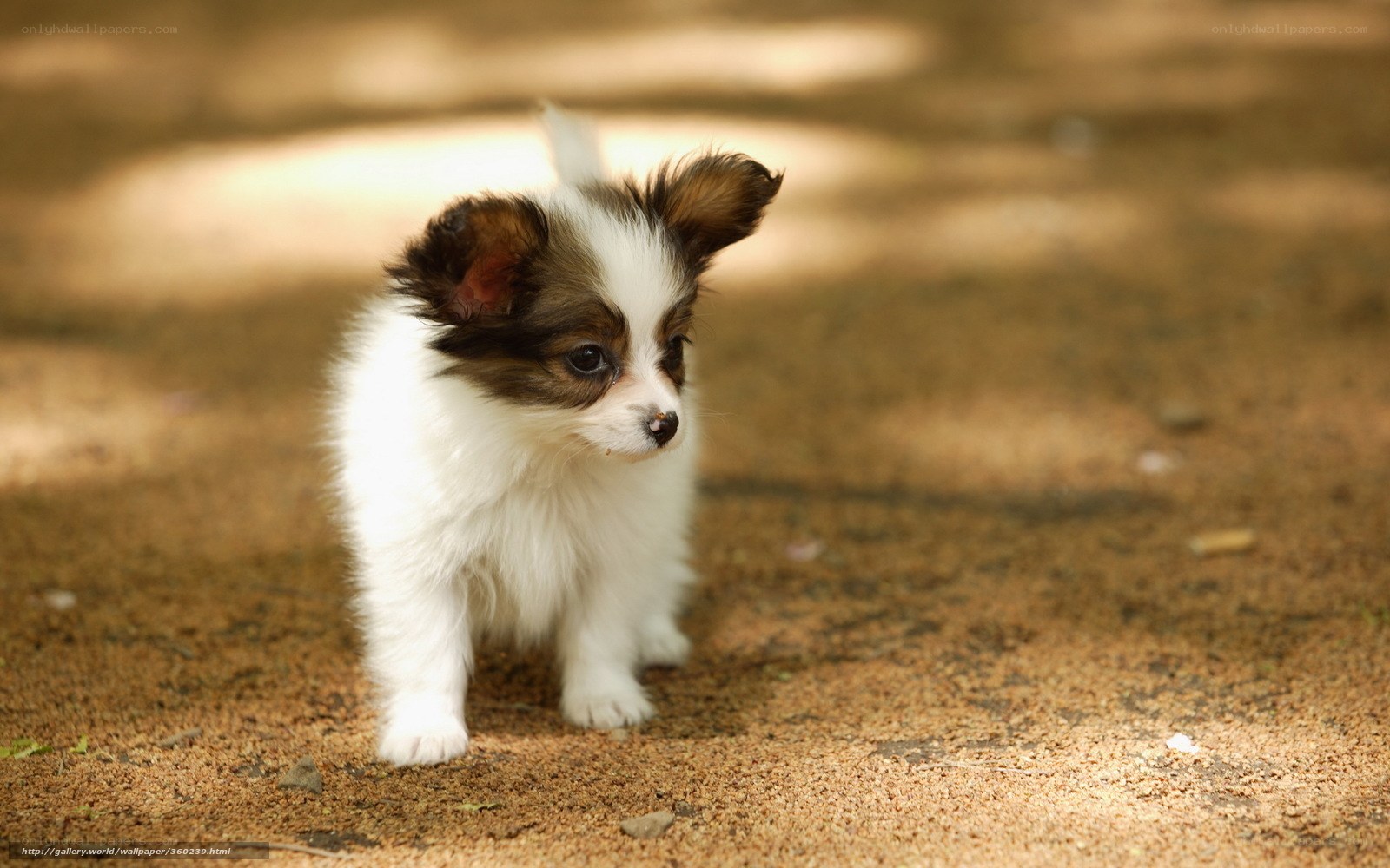 Papillon puppy outdoors