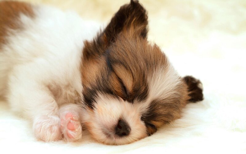 Papillon Puppy Sleeping