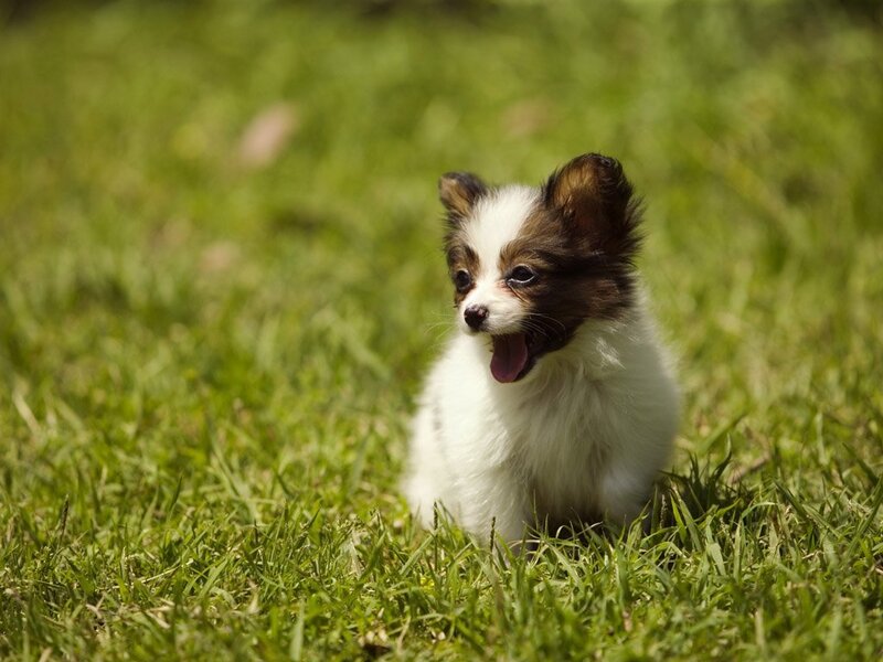 Papillon Puppy