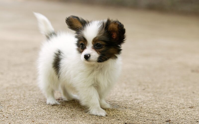 Papillon puppy walking