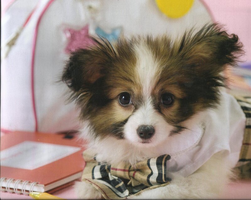 Papillon Puppy Wearing Bowtie