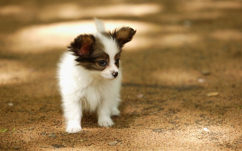 Papillon Puppy — White, Calm, Afternoon, Photograph, Dirt Ground