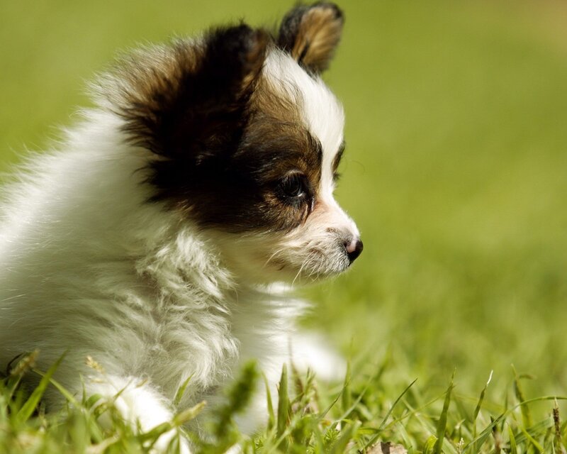 Papillon Puppy — White, Calm, Afternoon, Photograph, Grass