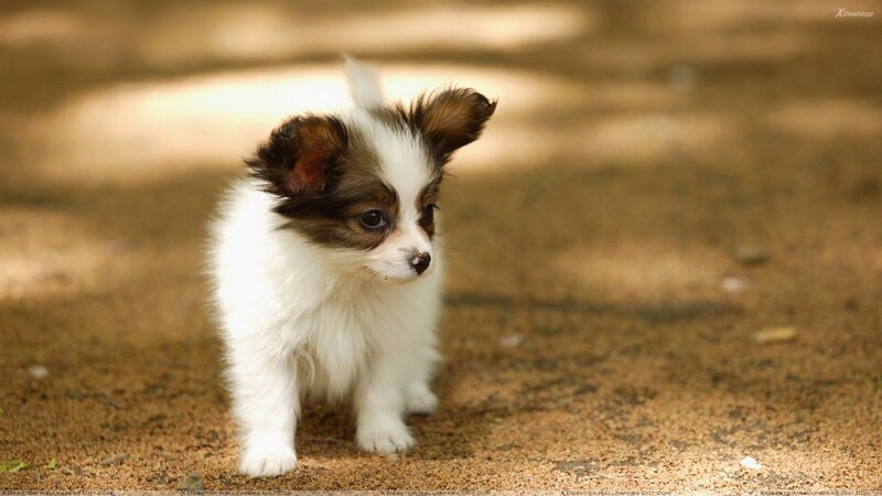 Papillon Puppy — White, Calm, Afternoon, Photograph