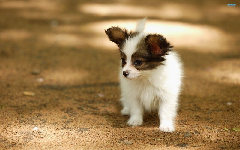 Papillon Puppy — White, Calm, Afternoon