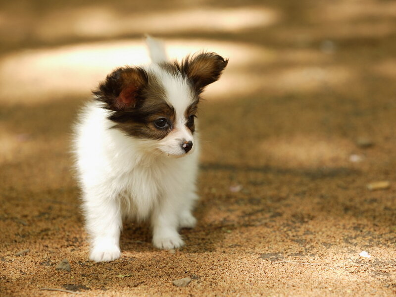 Papillon Puppy — White, Calm