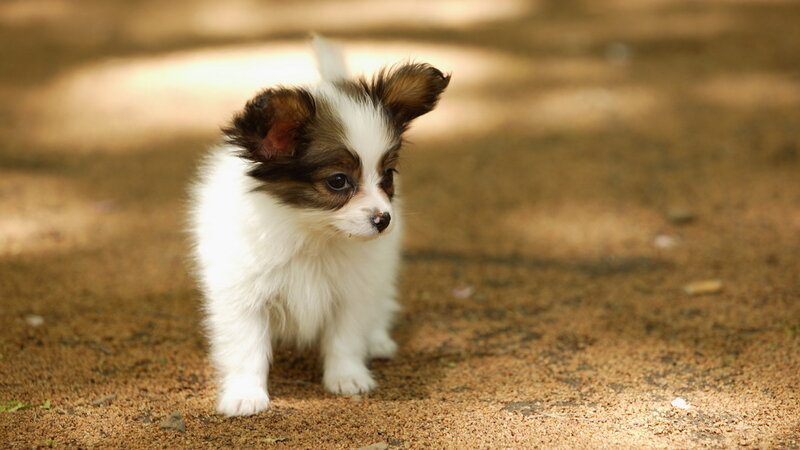Papillon Puppy — White