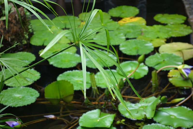 Papyrus Plant in Pond