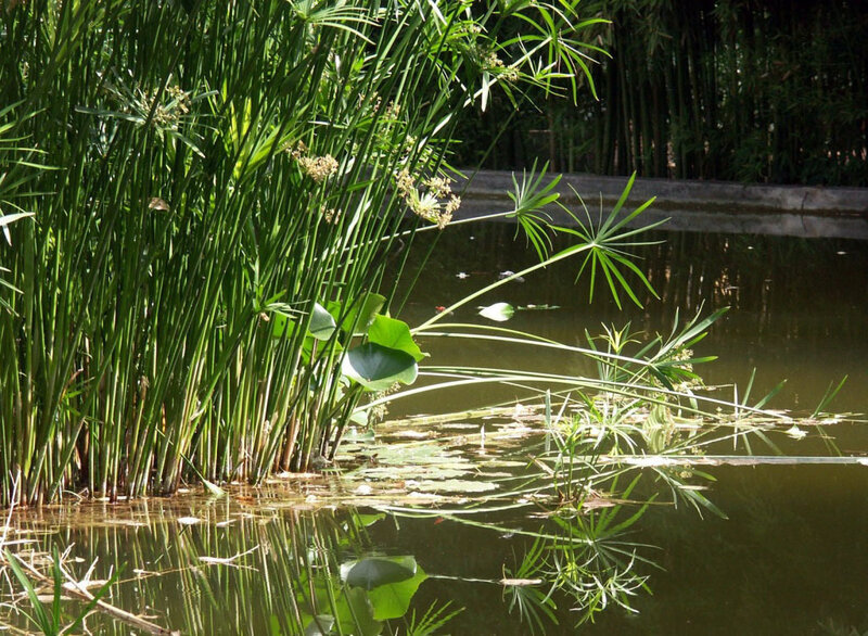 Papyrus plants by a pond
