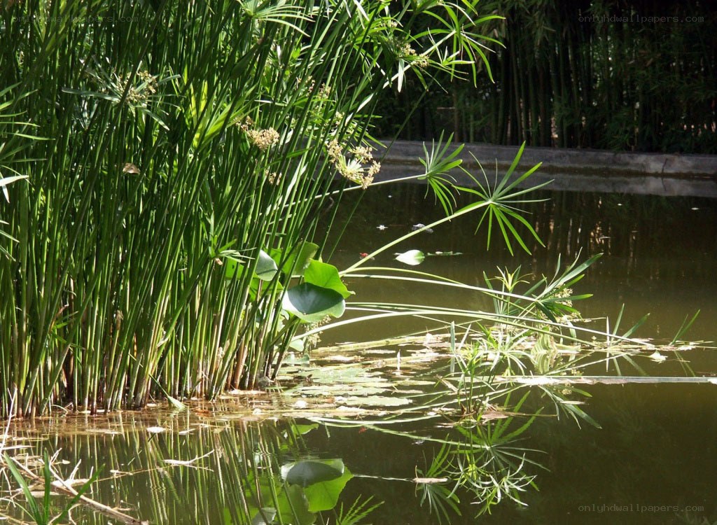 Papyrus plants by a pond
