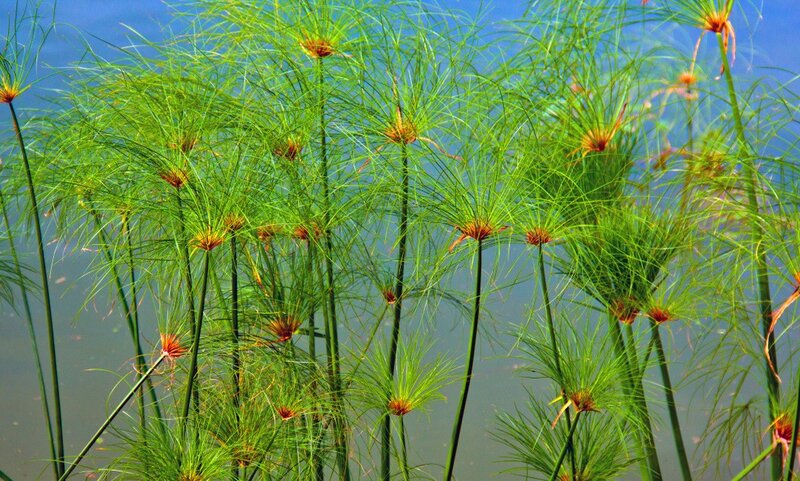 Papyrus plants in a wetland